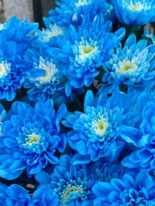ブルーのスプレーマム　染色した菊